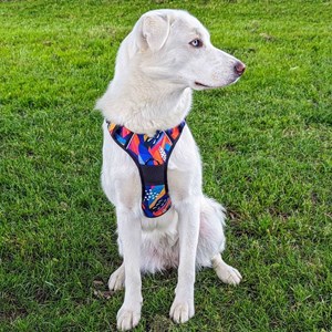 Harnais pour chien confort panache - l