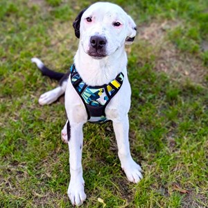 Harnais pour chien confort récif - m