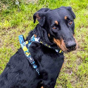 Harnais pour chien confort récif - l