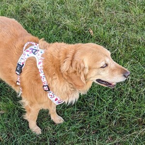 Harnais pour chien confort pétales - s