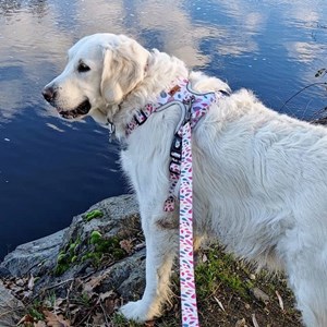 Harnais pour chien confort pétales - m