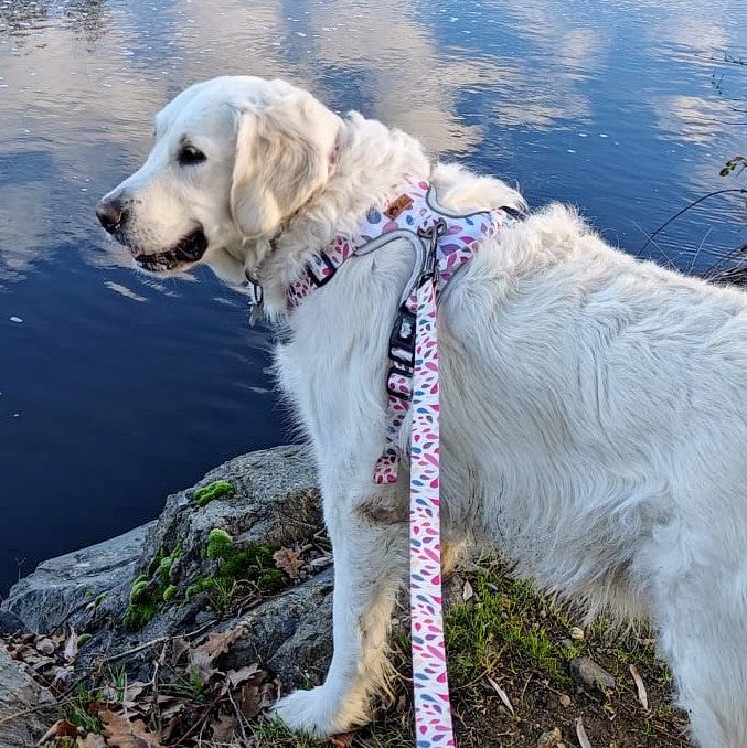 Goofy Goldens - Harnais pour chien confort pétales - m