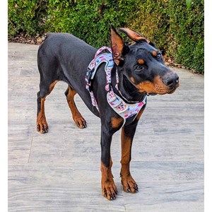 Harnais  chien confort pétales - xl