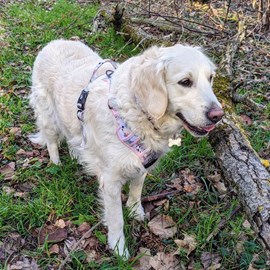 Harnais pour chien confort pastel - s