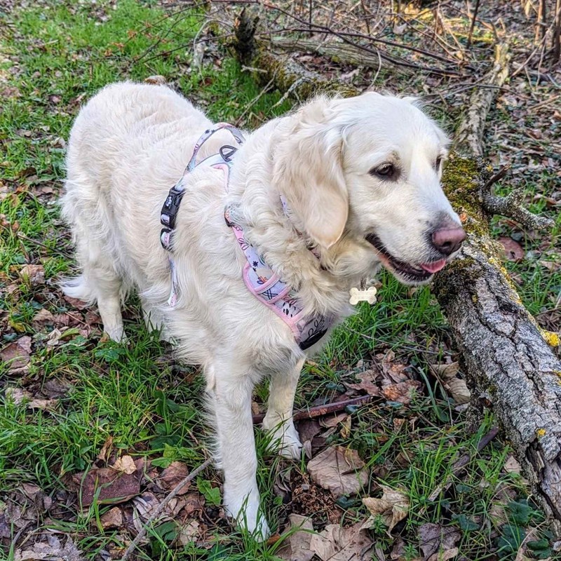 Goofy Goldens - Harnais pour chien confort pastel - m