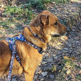 Harnais pour chien confort deep agua - s