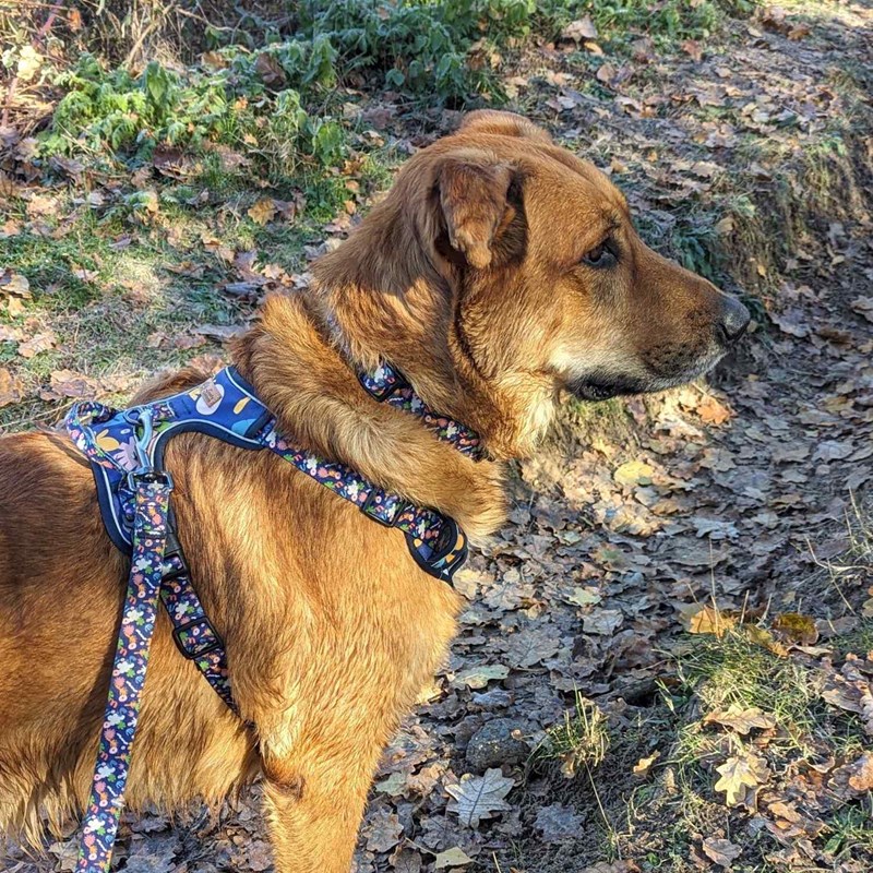 Harnais pour chien confort deep agua - s