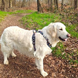 Harnais pour chien confort deep agua - s