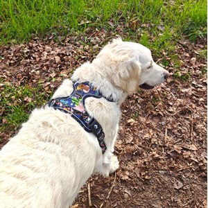 Harnais pour chien confort deep agua - s