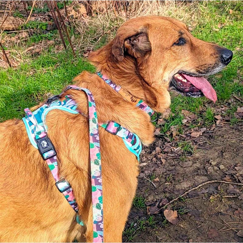 Harnais pour chien confort cactus - s