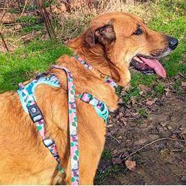 Harnais pour chien confort  cactus - l