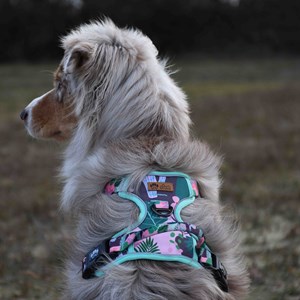 Harnais pour chien confort cactus - xl