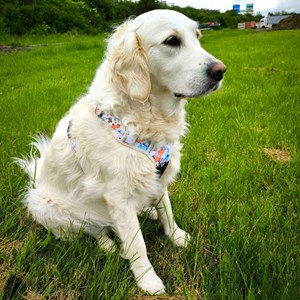 Harnais pour chien confort printemps - l