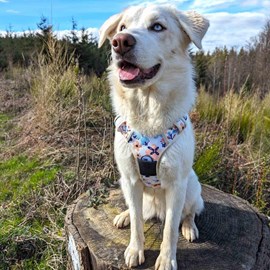 Harnais  chien confort printemps - xl