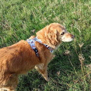 Harnais  chien confort printemps - xl