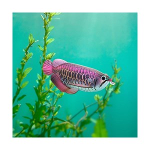 Poisson-dragon – eugy 3d