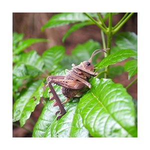 Sauterelle – eugy 3d