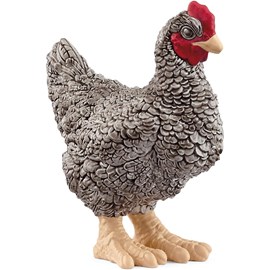 Poule plymouth rock