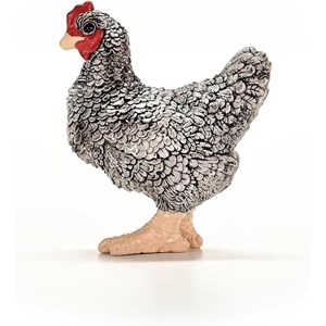 Poule plymouth rock