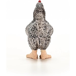 Poule plymouth rock