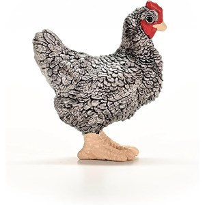 Poule plymouth rock