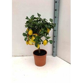 Citronnier 65 l 125-150 cm -18-20 péri