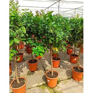 Citronnier 65 l 125-150 cm -18-20 péri