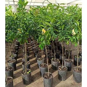 Citronnier 65 l 125-150 cm -18-20 péri