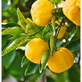 Yuzu 5 4 l 30-50 cm