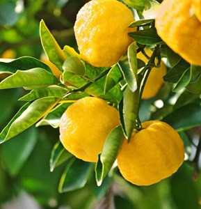 Yuzu 5 4 l 30-50 cm