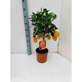 Citron rouge rossocitron rouge 4 l 30-50 cm