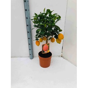 Citron rouge rossocitron rouge 4 l 30-50 cm