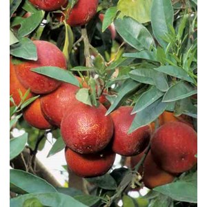 Citron rouge rossocitron rouge 4 l 30-50 cm