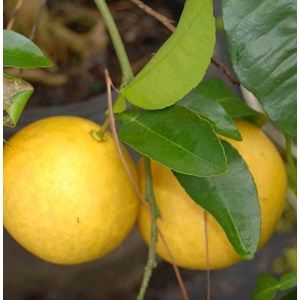 Pamplemoussier 4 l 30-50 cm
