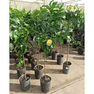 Pamplemoussier 4 l 30-50 cm