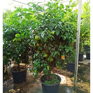 Pamplemoussier 4 l 30-50 cm