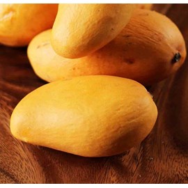 Manguier.ataulfo 7 l 80-100 cm