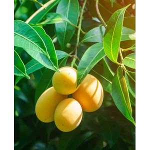 Manguier.ataulfo 7 l 80-100 cm