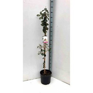 Goyavier du brésil feijoa 9 l 80-100 cm