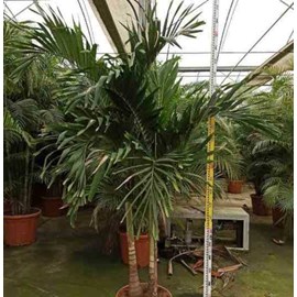 Palmier de noël 30 l tronc unique 200-250