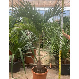 Palmier de noël 30 l tronc unique 200-250