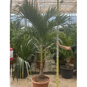 Palmier de noël 30 l tronc unique 200-250