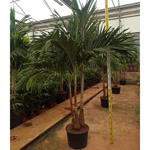 Palmier de noël 30 l tronc unique 200-250