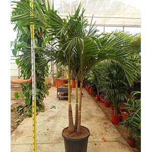 Palmier de noël 30 l tronc unique 200-250