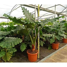 Alocasia portodora 25 l- 125-150 cm
