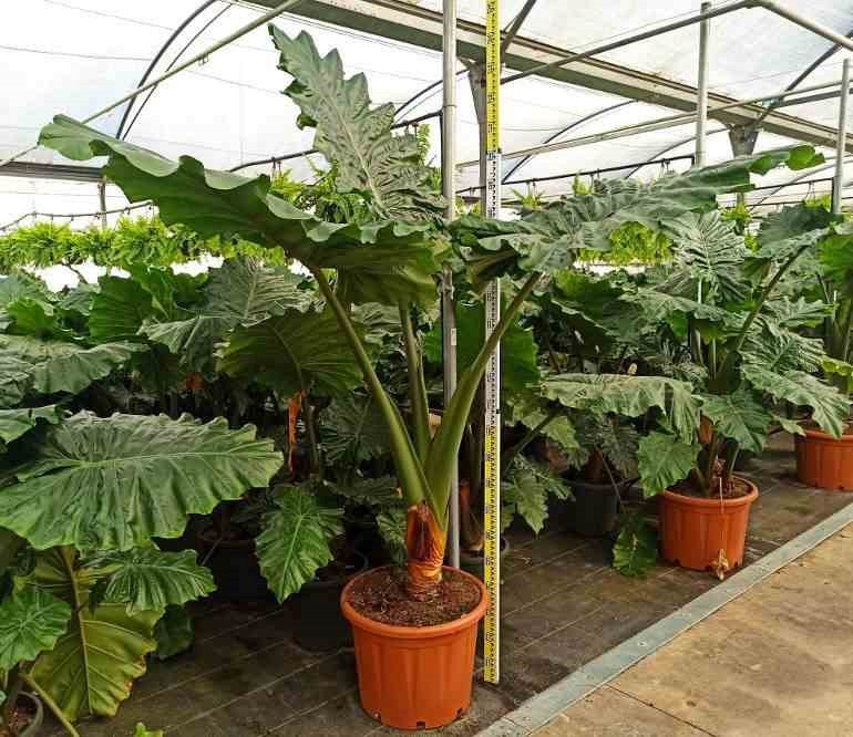 Alocasia portodora 25 l- 125-150 cm