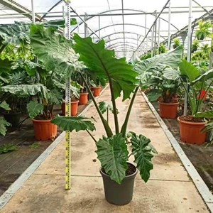 Alocasia portodora 25 l- 125-150 cm