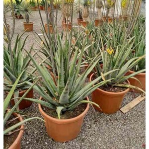 Aloe vera 25 l 80-100 cm