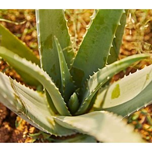 Aloe vera 25 l 80-100 cm