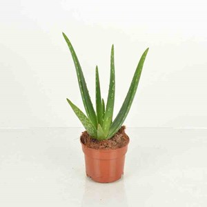 Aloe vera 25 l 80-100 cm